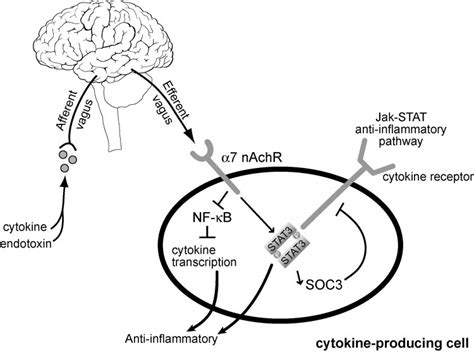 Vagus nerve stimulation attenuates the systemic inflammatory 